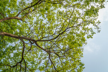 Fototapeta premium Under the big tree and with branch magnify