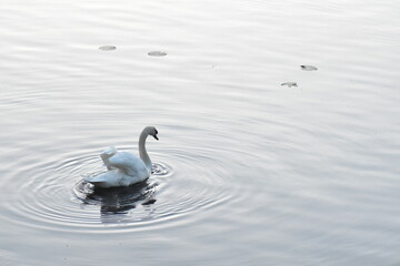 swan on the lake