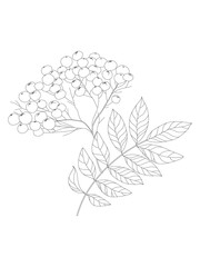 Ashberry. A branch of mountain ash with berries and leaves. Vector set of hand-drawn black and white mountain ash trees.