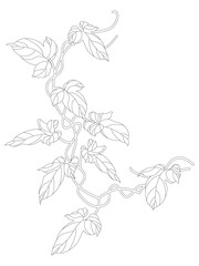 An element of the botanical design of the Hedera vine. Vector illustration of an ivy plant hanging or climbing on the wall. A green branch of climbing ivy, highlighted on a white background.