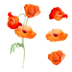 Watercolor bouquet composition, elements with hand drawn summer bright red poppy flowers. Isolated on white background. Design for invitations, wedding, love or greeting cards, paper, print, textile