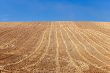 Endless freshly plowed bright yellow field with traces of tractor tracks, extending beyond the...