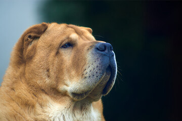 portrait of a smooth chow