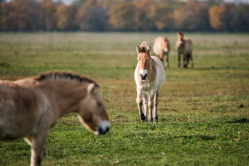 Przewalski horse