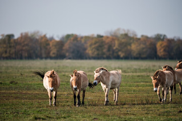 Przewalski horse