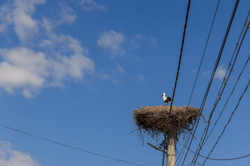 A lone stork (Ciconia ciconia) stands in a nest made on top of an electric pole against the blue sky