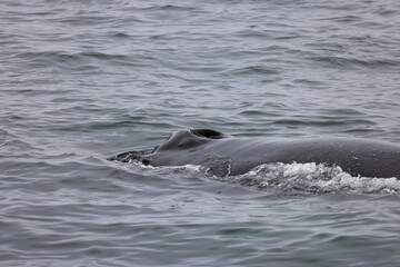 Fototapeta premium Humpback whale in the Bay of Fundy, Canada