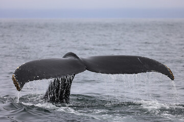 Humpback whale in the Bay of Fundy showing its tail before diving, Canada
