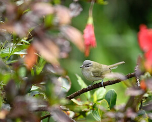 Vireo Chivi, Chivi Vireo perched