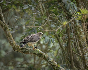 Buteo Platypterus,  Broad winged Hawk eating perched on a branch