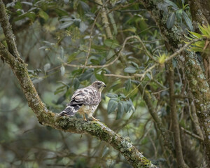 Buteo Platypterus,  Broad winged Hawk eating perched on a branch