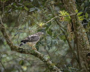 Buteo Platypterus,  Broad winged Hawk eating perched on a branch