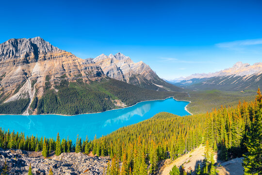 Banff National Park, Alberta, Canada. A huge panorama of Lake Peyto. Landscape during daylight hours. A lake in a river valley. Mountains and forest. Natural landscape.
