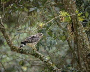 Buteo Platypterus,  Broad winged Hawk eating perched on a branch