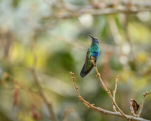 Sparkling Violetear, Colibri Coruscans