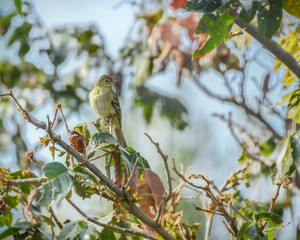 Mountain Elaenia, Elaenia Frantzii perched feeding