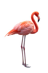 Pink Flamingo. PNG file. - obrazy, fototapety, plakaty
