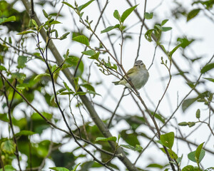 Chivi Vireo, Vireo Chivi perched on branch