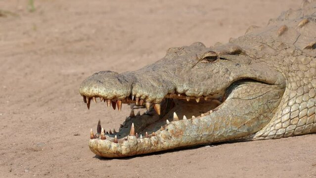 a nile crocodile warming up in the sun
