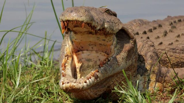 A Nile crocodile showing his teeth