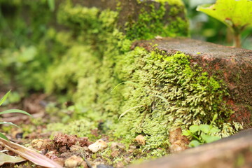 beautiful green moss in garden