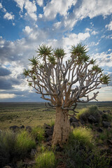 Fototapeta na wymiar Quiver tree or kokerboom (Aloidendron dichotomum formerly Aloe dichotoma) Kenhardt, Northern Cape, South Africa.