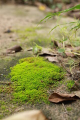 beautiful green moss in garden