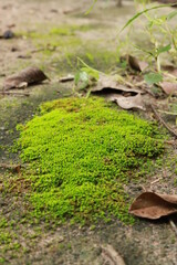 Obraz premium beautiful green moss in garden