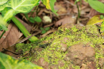 beautiful green moss in garden