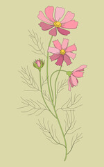 Vector drawing with a contoured Cosmos or a bouquet of Cosmea flowers, richly decorated with black leaves and buds isolated on a white background. Contour flowering space plant.