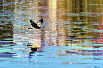 bird over the water