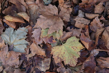 Dry Autumn Leaves on the Ground in Amsterdam