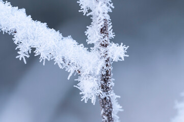 Frost on branches. Ostrobothnia, Finland.