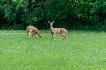 Naklejka na ściany i meble Twin White-tailed Deer Fawns Feeding In Summer Grass