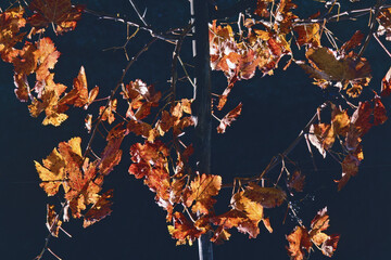 grape vine leaves in autumn, foliage