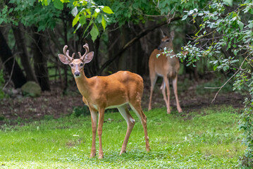 A Young White-tailed Deer Buck And His Doe In Summer