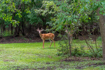 A Young White-tailed Deer Buck And His Doe In Summer