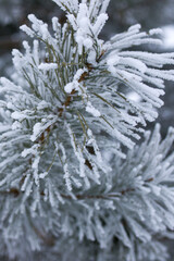 Snow-covered pine branches close up. Winter in the forest. Snow covered pine tree.