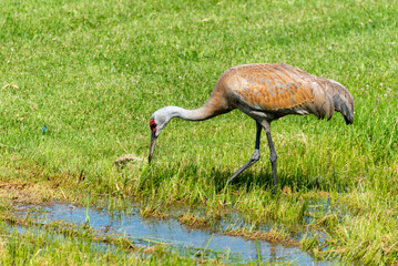 Sandhill Crane Foraging For Food In The Park