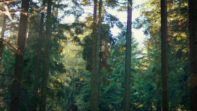 Beautiful shot of old tree trunks in the wild forest with bright sunlight shining in the background