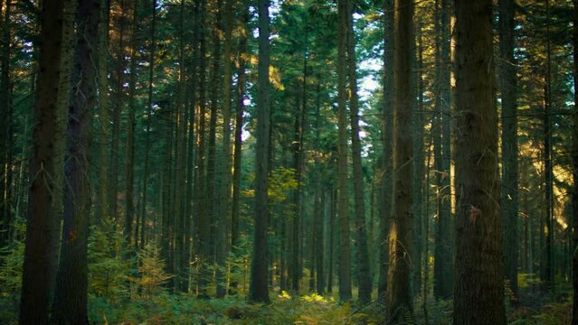 Beautiful shot of old tree trunks in the wild forest with a beam of light peeking through