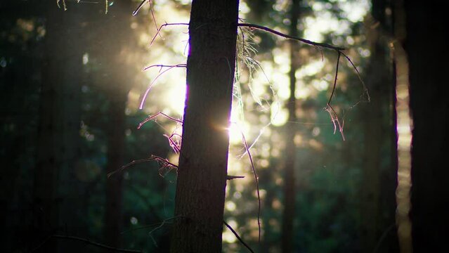 Silhouette of an old tree trunk in the wild forest with a bright sunlight shining in the background