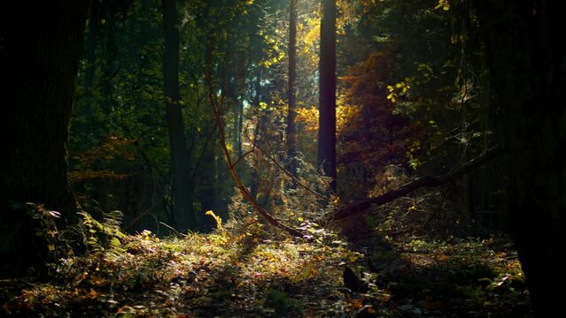 Beautiful shot of old tree trunks in the wild forest with a beam of light peeking through