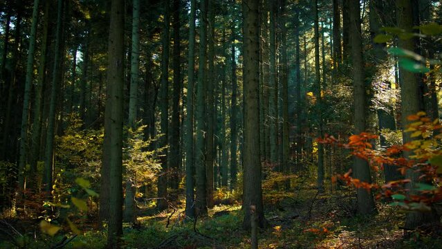 Beautiful shot of old tree trunks in the wild forest with a beam of light peeking through