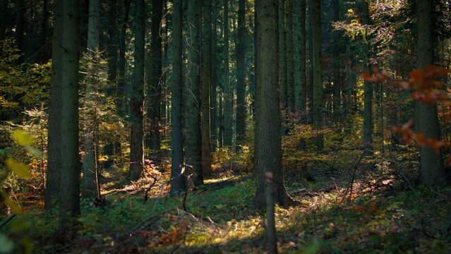Beautiful shot of a beam of light shining through the foliage in wild forest