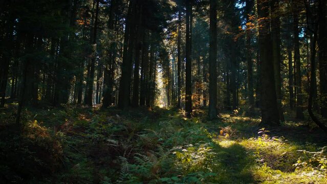 Beautiful shot of a beam of light shining through the foliage in wild forest