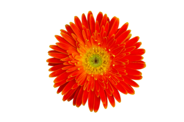 orange flower top view Isolate on transparent background PNG file