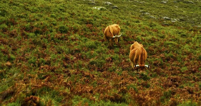 Cachena brown cows grazing in a mountain pasture in the Peneda-Geres National park, Portugal. Cachena da Peneda Cattle.