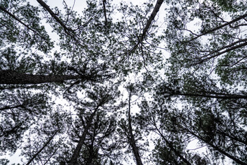 An ant’s eye view of the pine trees shows the dusky sky above the pine trees.