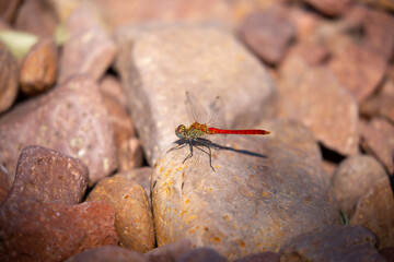 The dragonfly sits on the rocks by the river. Beautiful nature scene with dragonfly outdoors, wildlife.